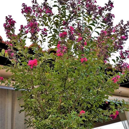 Estilo Luxury アパート *